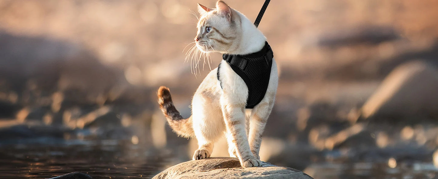 Cat Harness & Leash Set – Escape-Proof Soft Adjustable Vest Harness for Easy Walking & Control