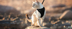Cat Harness & Leash Set – Escape-Proof Soft Adjustable Vest Harness for Easy Walking & Control