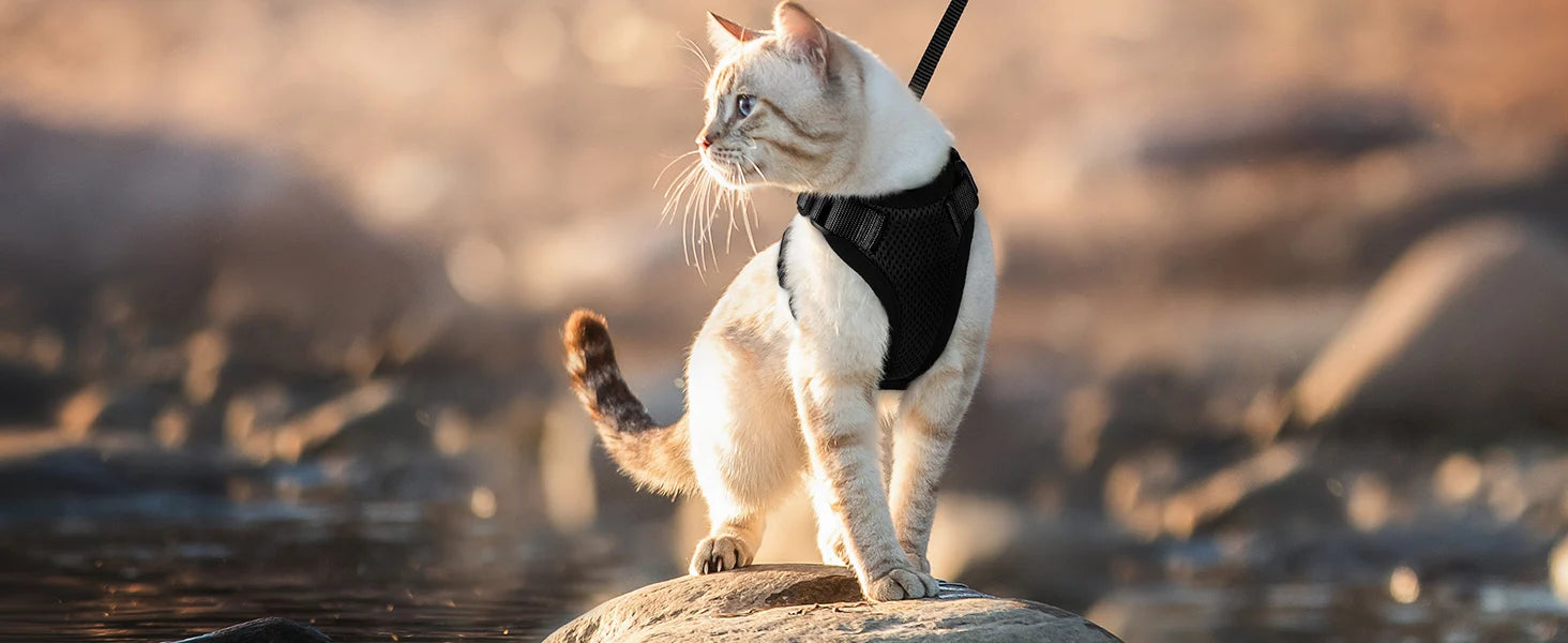 Cat Harness & Leash Set – Escape-Proof Soft Adjustable Vest Harness for Easy Walking & Control