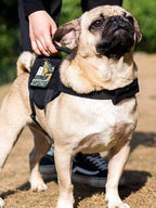 Escape-Proof Cat & Small Dog Harness Set – Adjustable Tactical Harness with Leash & Control Handle