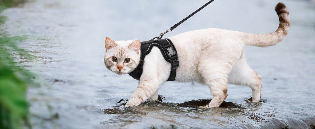 Cat Harness & Leash Set – Escape-Proof Soft Adjustable Vest Harness for Easy Walking & Control